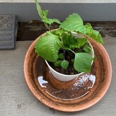 大葉　少し