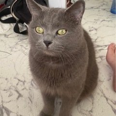 グレー　オス　4歳