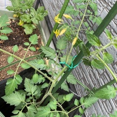 野菜詰め合わせ
