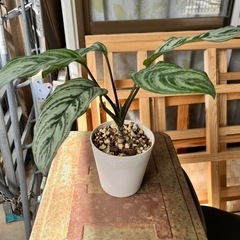 [観葉植物]アグラオネマパロットジャングル

