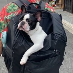 AIRBUGGYペットのリュックの画像