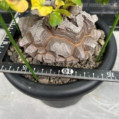 亀甲竜
