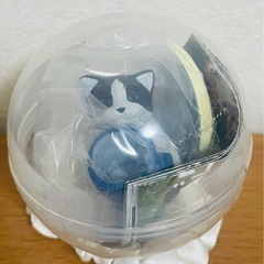 花房さくら　くださいの像　　コップのハチワレの画像