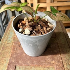 [観葉植物]シンゴニウムレッドスポッド