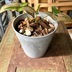 ランキングキーワードに紐づく投稿画像-観葉植物