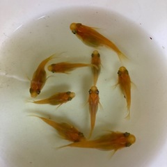だるま・半だるまめだか