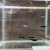 ランキングキーワードに紐づく投稿画像-メダカ
