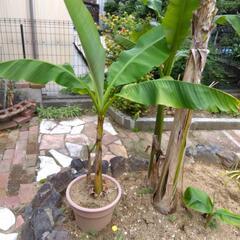 耐寒性バナナ　2株　鉢ごとの画像