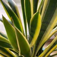 サンセベリア　観葉植物
の画像