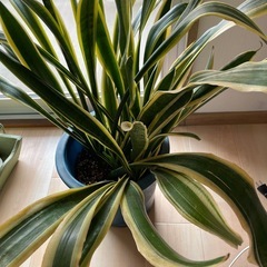 サンセベリア　観葉植物
の画像