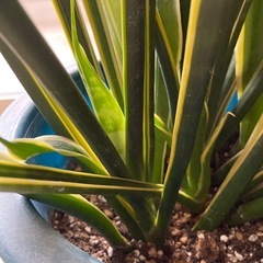 サンセベリア　観葉植物
の画像