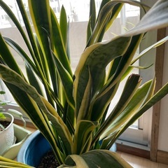 サンセベリア　観葉植物
の画像