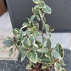 ゴムノキ　ティネケ　ティネッケ　観葉植物　鉢ごとの画像