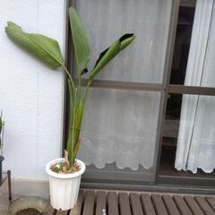 オーガスター　観葉植物