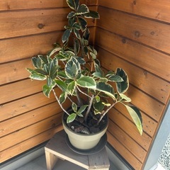 ゴムノキ　ティネケ　ティネッケ　観葉植物　鉢ごとの画像