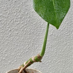 【幹立ち】モンステラ　アダンソニー