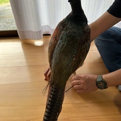 キジの剥製の画像