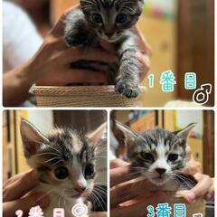 子猫里親募集中🐱
