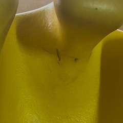 バンボ　イエロー
の画像
