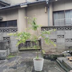 もみじ苗木