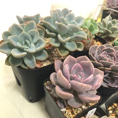 多肉植物　オルペット 他 おまけ
