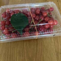 さくらんぼ　無農薬です