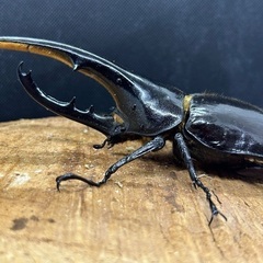 ヘラクレスヘラクレス  130〜160up 成虫ペアの画像