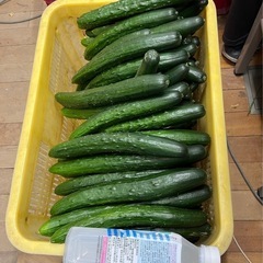 農家きゅうり　本日・明日のみ！！　