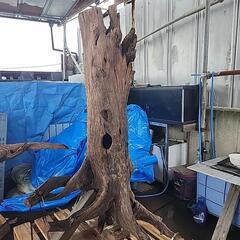 巨大流木飾りの画像