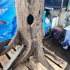巨大流木飾り