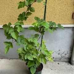 【決まりました】ブラックベリー鉢植えの画像