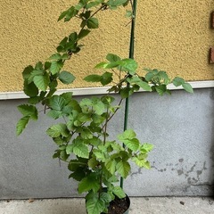 【決まりました】ブラックベリー鉢植えの画像