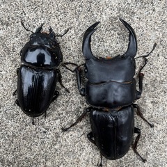 国産オオクワガタ能勢SR ♂♀ペア