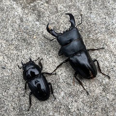 アマミヒラタクワガタ♂♀ペア