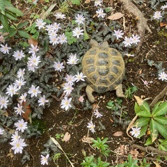 ヨツユビリクガメ