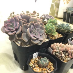 多肉植物 フランチェスカ 他 おまけ
