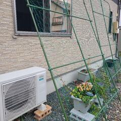 緑のカーテン【未使用】の画像