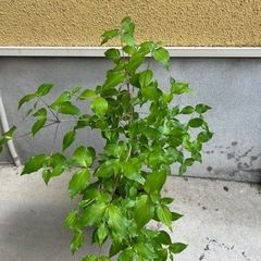 お話し中　ナツメの鉢植え②の画像