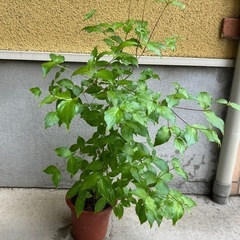 お話し中　ナツメの鉢植え②の画像
