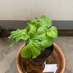 大葉　少し2