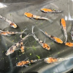 三色ラメメダカ