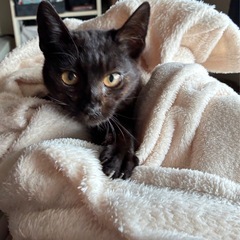 とても人懐っこい黒猫ちゃん