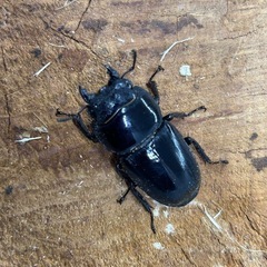 スマトラオオヒラタ 94UP 成虫ペア の画像