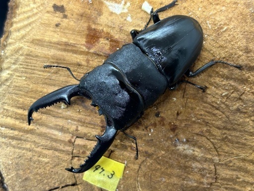 パラワンオオヒラタ 成虫ペア