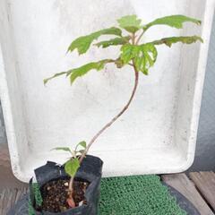 柏葉紫陽花40cm ほど