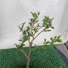 軽石 盆栽　白丁花 30cm 弱