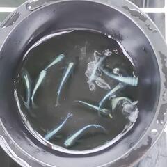 メダカ　カブキブルー　屋外　ビオトープの画像