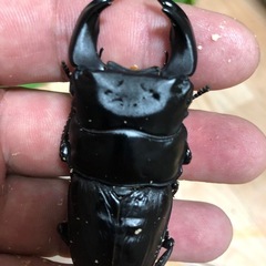 ホペイオオクワガタペア
