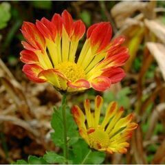 菊 / 根からお好きに採っての画像
