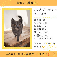 里親募集中！生後3ヶ月ブリテッシュショートヘア♀(⋈◍＞◡＜◍)。✧♡